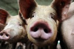 Ценовая конкуренция на рынке мяса: гусь свинье не товарищ 